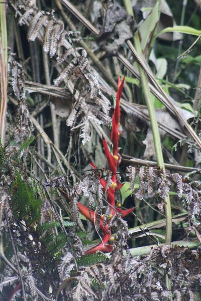 Heliconia burleana, photographed by GERMAN LEONEL SARMIENTO CRUZ