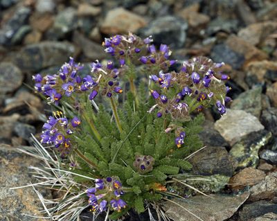 Polemonium eddyense, photographed by Steve Matson