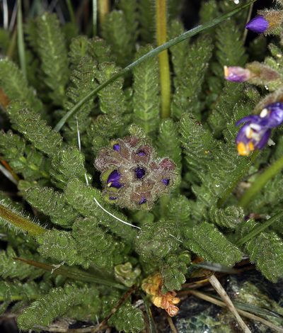 Polemonium eddyense, photographed by Steve Matson