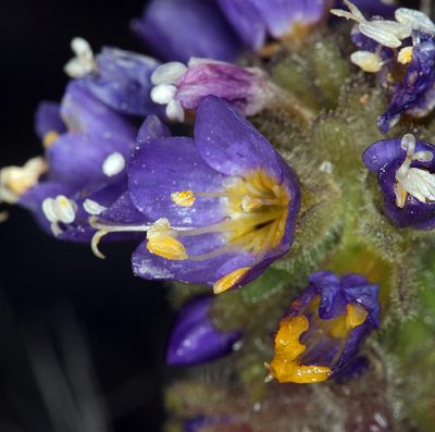 Polemonium eddyense, photographed by Steve Matson