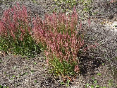 Rumex hastatulus, photographed by Michael W Belitz