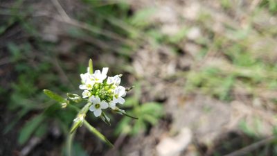 Tomostima cuneifolia, photographed by Chris Hughes