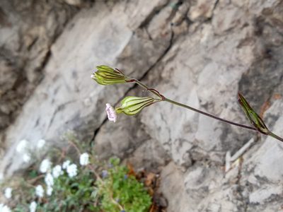 Silene secundiflora, photographed by Dyhia YOUSFI