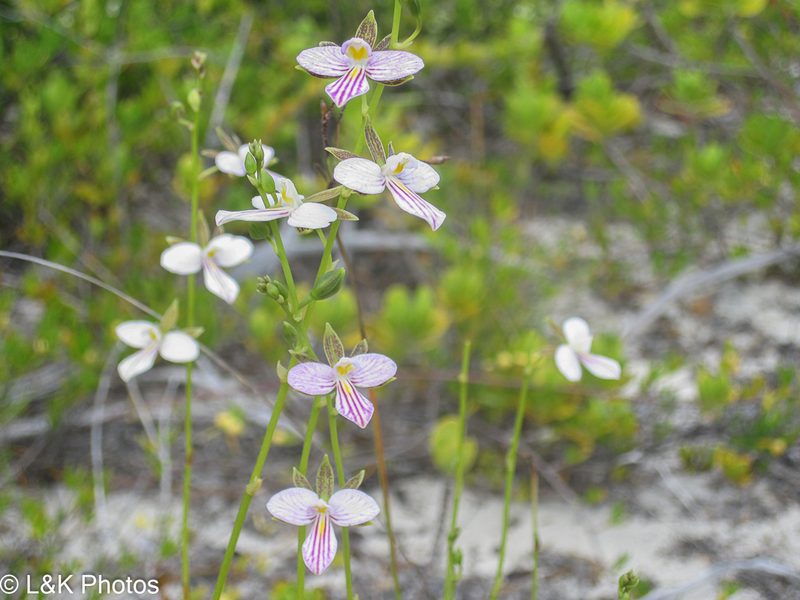 Tetramicra canaliculata, photographed by lallen