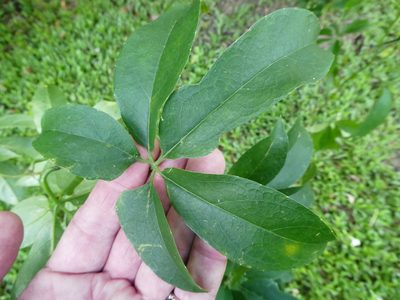Trichosanthes pentaphylla, photographed by Steve Fitzgerald
