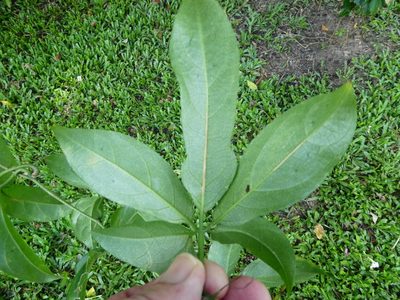 Trichosanthes pentaphylla, photographed by Steve Fitzgerald