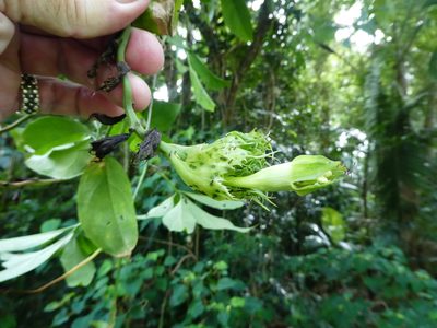 Trichosanthes pentaphylla, photographed by Steve Fitzgerald