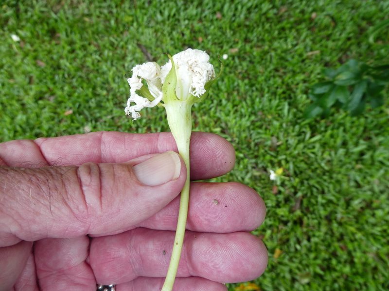 Trichosanthes pentaphylla, photographed by Steve Fitzgerald