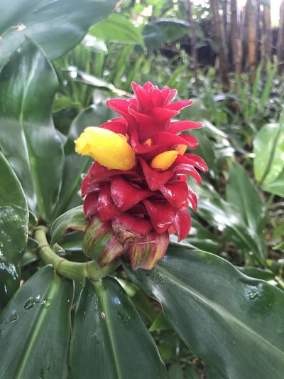 Costus comosus, photographed by Curtis Hansen