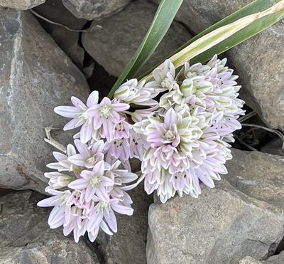 Allium cratericola, photographed by Barbara Banfield