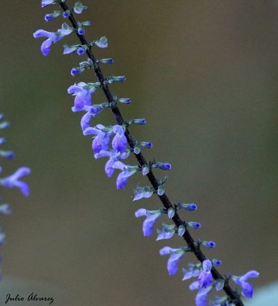 Salvia ibugana, photographed by Julio Alejandro Álvarez Ruiz