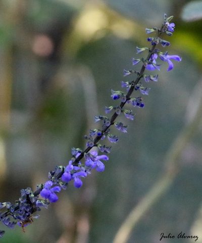 Salvia ibugana, photographed by Julio Alejandro Álvarez Ruiz