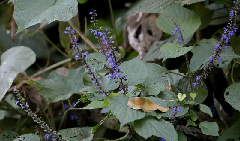 Salvia ibugana, photographed by Julio Alejandro Álvarez Ruiz