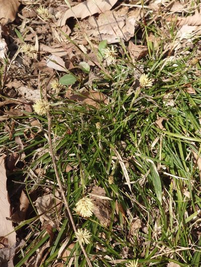 Carex conica, photographed by WATANABE Hitoshi 渡辺仁