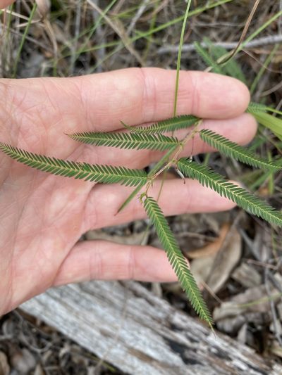 Chamaecrista nomame, photographed by Greg Tasney