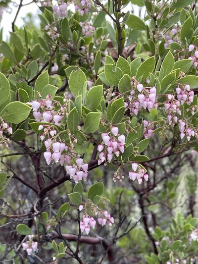 Arctostaphylos hispidula, photographed by Roger Raiche