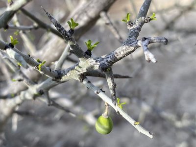 Forestiera angustifolia, photographed by Matt Berger