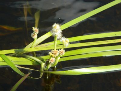 Sparganium fluctuans, photographed by Louis Imbeau
