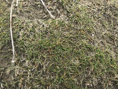 Zoysia minima, photographed by Tim Park