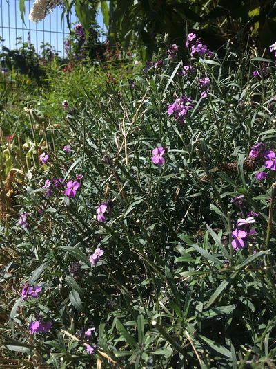 Erysimum linifolium, photographed by Emily Geest