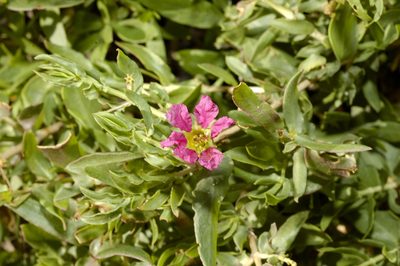 Ammannia robertsii, photographed by garywwilson