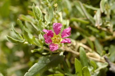 Ammannia robertsii, photographed by garywwilson