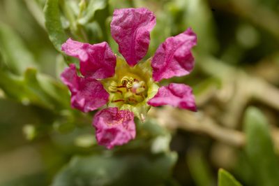 Ammannia robertsii, photographed by garywwilson