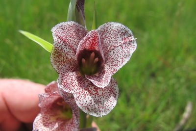 Gladiolus ecklonii, photographed by James Deacon