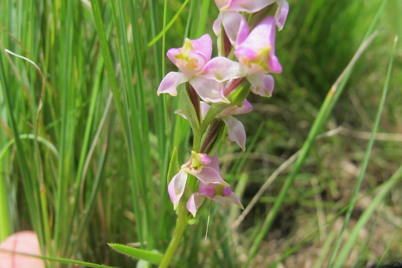 Disperis tysonii, photographed by James Deacon