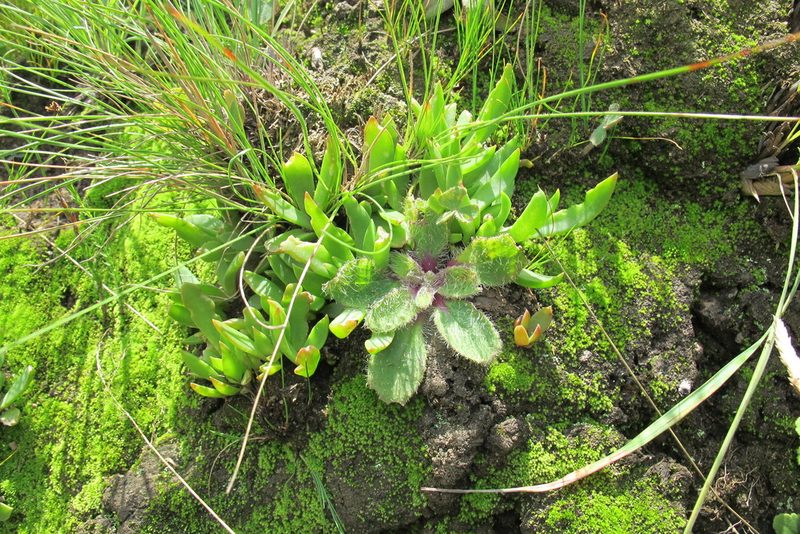 Delosperma carolinense, photographed by James Deacon
