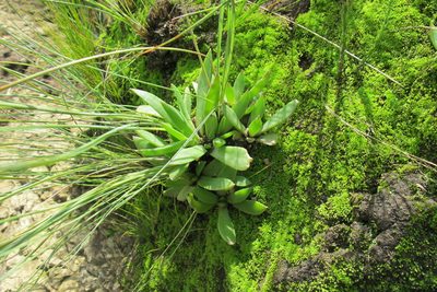 Delosperma carolinense, photographed by James Deacon
