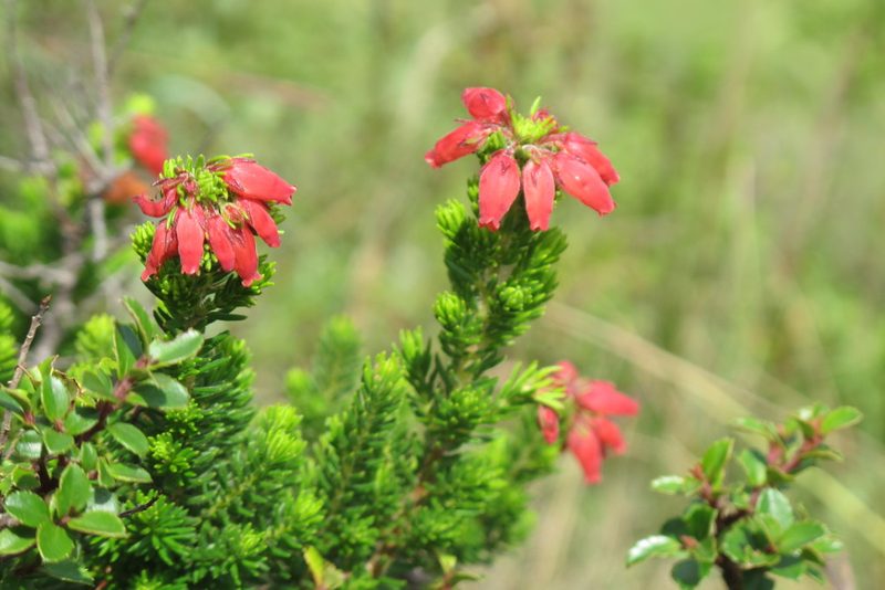 Erica oatesii, photographed by James Deacon