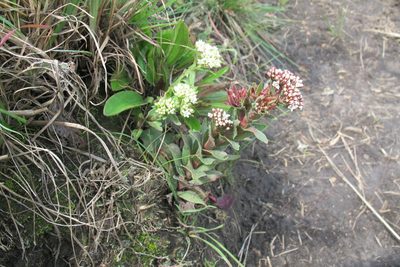 Crassula natalensis, photographed by James Deacon