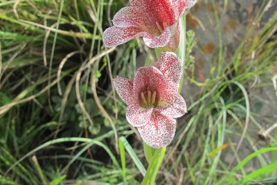 Gladiolus ecklonii, photographed by James Deacon