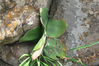 Haemanthus humilis, photographed by James Deacon