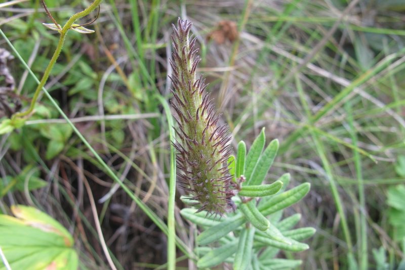 Schizoglossum bidens, photographed by James Deacon