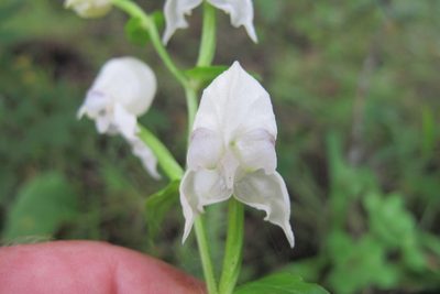 Disperis fanniniae, photographed by James Deacon