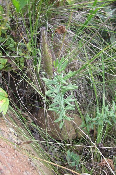 Schizoglossum bidens, photographed by James Deacon
