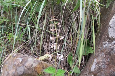 Plectranthus grallatus, photographed by James Deacon