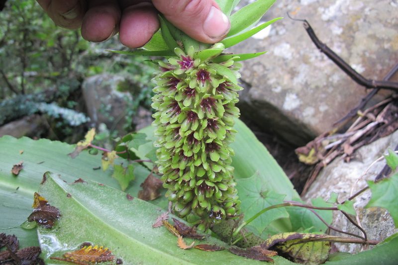 Eucomis humilis, photographed by James Deacon