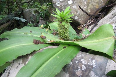 Eucomis humilis, photographed by James Deacon