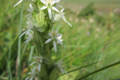 Habenaria dives, photographed by James Deacon