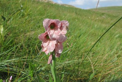 Gladiolus ecklonii, photographed by James Deacon