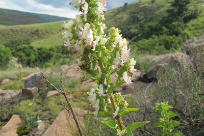 Coleus calycinus, photographed by James Deacon