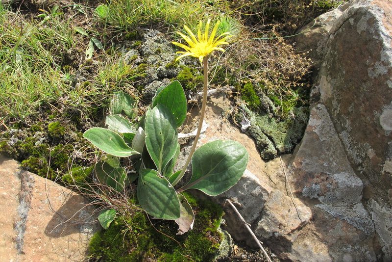 Haplocarpha scaposa, photographed by James Deacon
