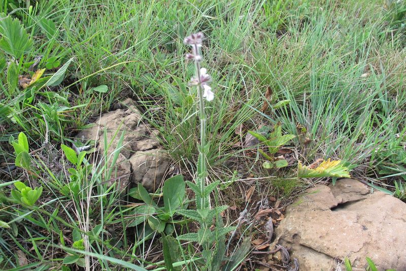 Stachys sessilis, photographed by James Deacon