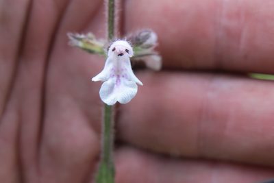 Stachys sessilis, photographed by James Deacon