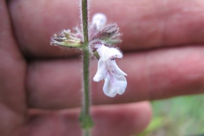 Stachys sessilis, photographed by James Deacon
