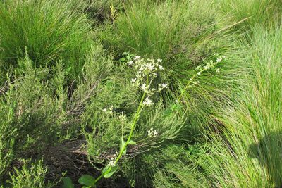Alepidea cordifolia, photographed by James Deacon