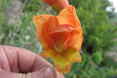 Gladiolus dalenii, photographed by James Deacon